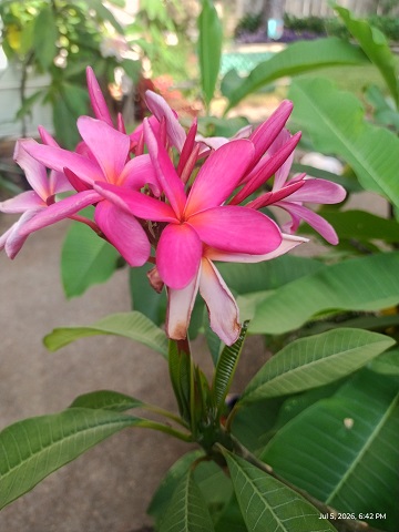 plumeria-4-by-sharon-40-ms-p-designs-usa