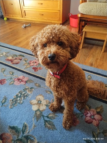 rusty-by-sharon-40-ms-p-designs-usa