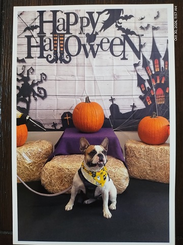 halloween-astrid-by-sharon-40-ms-p-designs-usa