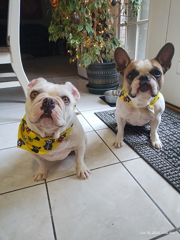 halloween-pups-by-sharon-40-ms-p-designs-usa-1